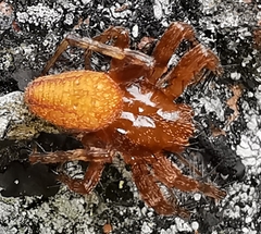 Araneus alsine