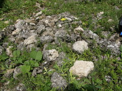 Pilosella piloselliflora