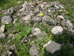 Pilosella piloselliflora