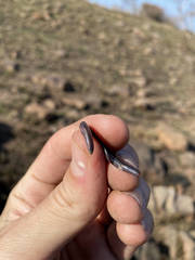 Scelotes mossambicus