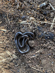 Leptotyphlops sylvicolus
