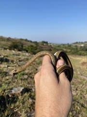 Psammophis brevirostris