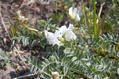 Oxytropis exserta