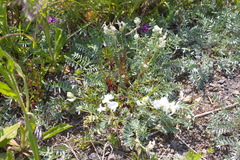 Oxytropis exserta