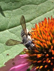Megachile pugnata