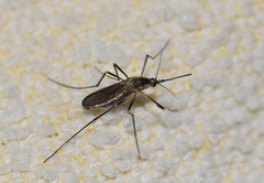 Aedes geniculatus