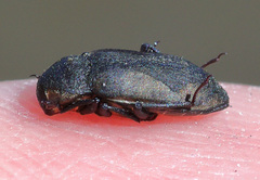 Postelichus