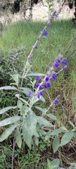Salvia