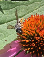 Megachile pugnata