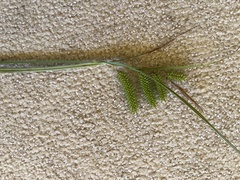 Carex pseudocyperus