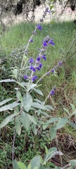 Salvia