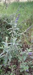 Salvia