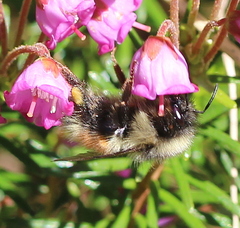 Bombus sylvicola