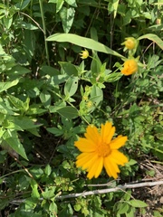 Coreopsis pubescens