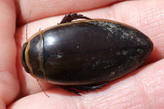 Dytiscus marginicollis