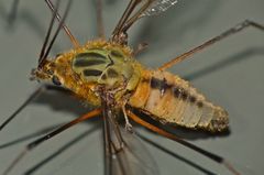 Leptotarsus vulpinus