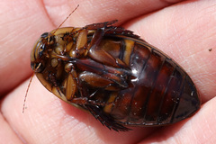 Dytiscus marginicollis