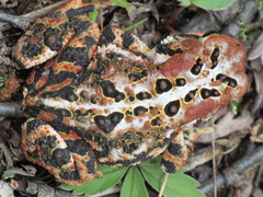 Anaxyrus americanus copei