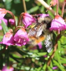 Bombus sylvicola