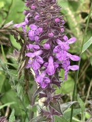 Stachys palustris