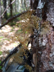 Sphaerophorus globosus