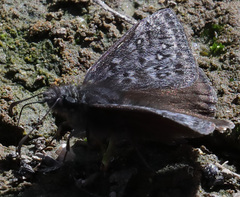 Erynnis propertius