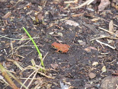 Anaxyrus americanus copei