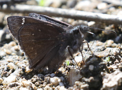 Erynnis propertius