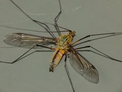 Leptotarsus vulpinus