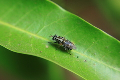 Adoxomyia heminopla
