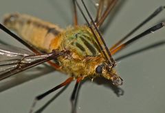 Leptotarsus vulpinus