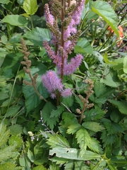 Filipendula ulmaria