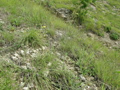 Pilosella piloselliflora
