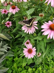 Papilio polyxenes