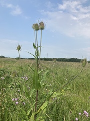 Dipsacus fullonum