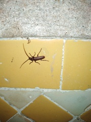 Arhopalus syriacus