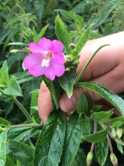 Epilobium hirsutum