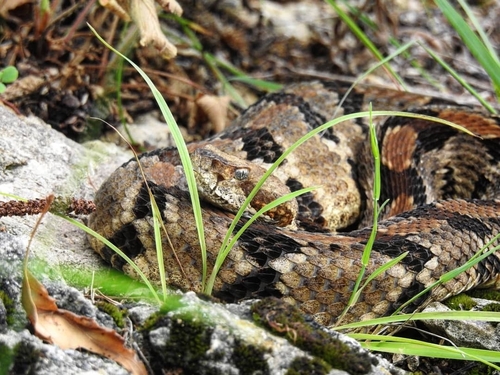 Timber Rattlesnake photographed in Illinois