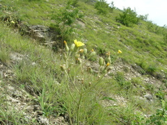 Pilosella piloselliflora