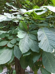 Aesculus hippocastanum