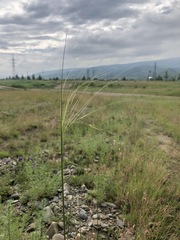 Stipa capillata