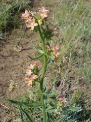 Anchusa ochroleuca