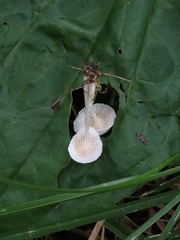 Resinomycena rhododendri