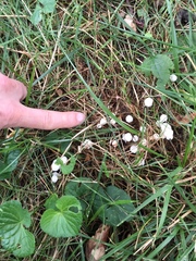 Resinomycena rhododendri