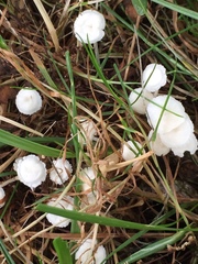 Resinomycena rhododendri
