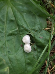 Resinomycena rhododendri