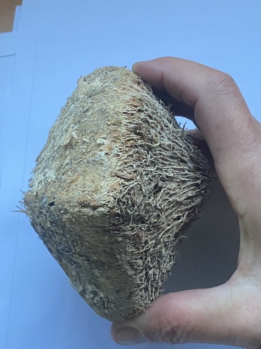 Barringtonia asiatica iNat (2)