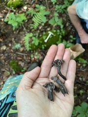 Craterellus caeruleofuscus