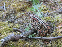 Anaxyrus americanus copei