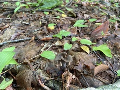 Craterellus caeruleofuscus